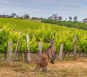 Com'etic réalise AntipodeWines, le site de ventes en ligne de vins naturels d'Australie