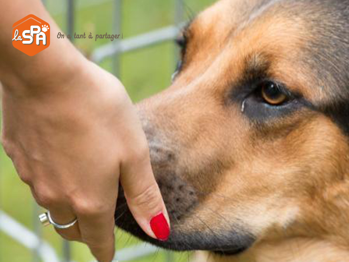 Com'etic accompagne a Société Protectrice des animaux (SPA) en amoa Web pour la refonte de son site Internet