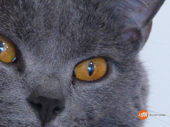Com'etic accompagne a Société Protectrice des animaux (SPA) en amoa Web pour la refonte de son site Internet